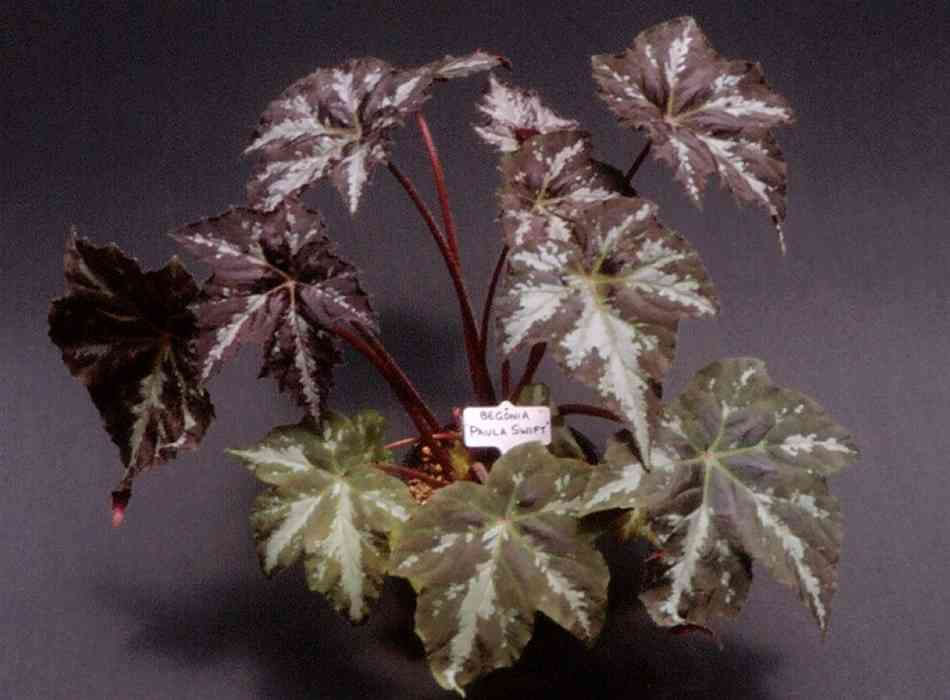 B. ‘Paula Swift’